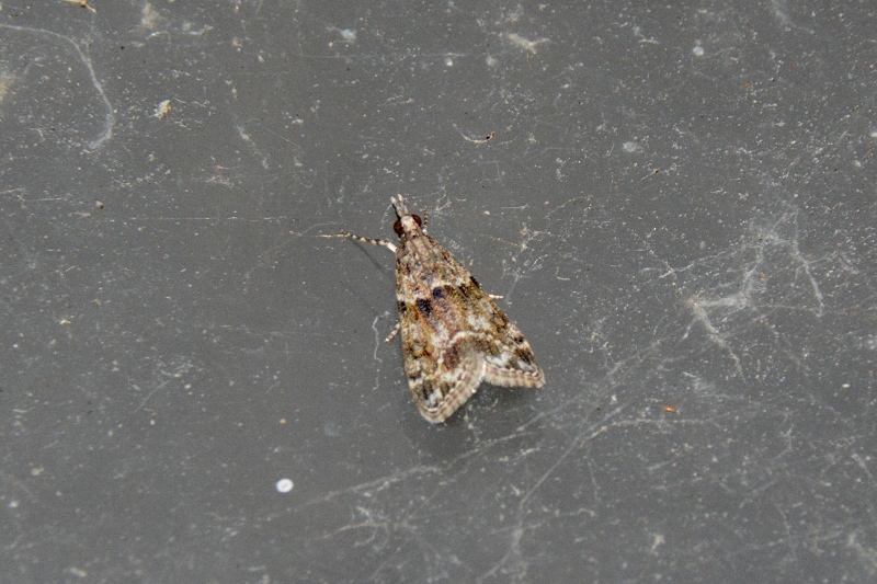 Crambidae; Eudonia cfr. mercurella
